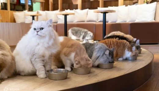 池袋どうぶつカフェ横断比較—猫・ふくろう・小動物の選び方と配慮ポイント｜2026年最新版